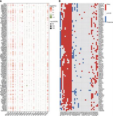 Identification of the cell cycle characteristics of non-small cell lung cancer and its relationship with tumor immune microenvironment, cell death pathways, and metabolic reprogramming